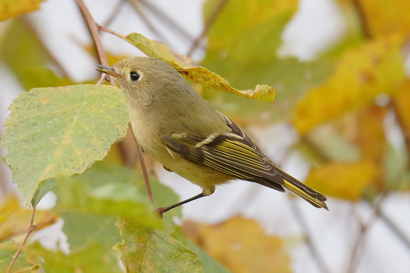 A Ruby-crowned Kinglet profiled in an autumn canopy.