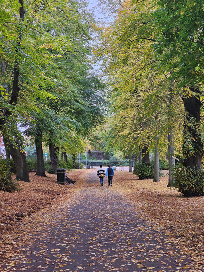 A photo of a tree lined avenue in chapelfields garden in Norwich. The trees are changing colour, dropping golden leaves along the pathside, in the centre are two people walking away from the camera.