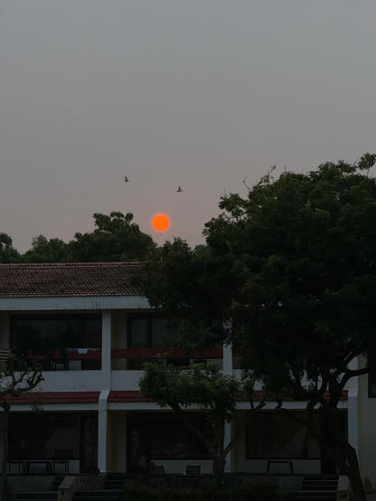 Sunset today. Bright orange moon and the two birds passing it by.