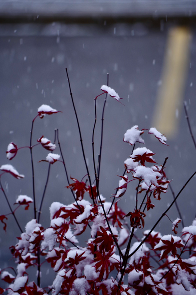 Light snow falling on a Japanese Maple tree. (Ronald Reagan would've probably put Tariffs on this image.)