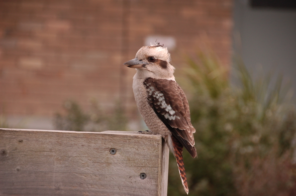 photograph shows a kookaburra, an Australian member of the kingfisher family. It has cream and brown feathers, a large beak and relatively large eyes. The bird is sitting on a fence, facing to the left and looking slightly towards the camera.