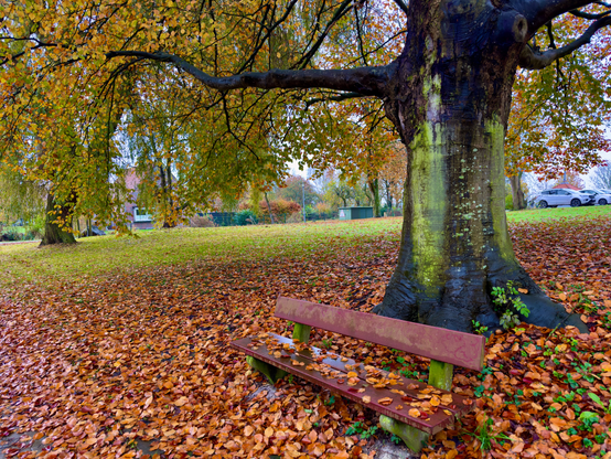 Zu sehen ist eine große Buche mit einer Sitzbank darunter, rundum liegen viele Blätter und ergeben ein herbstliches Bild