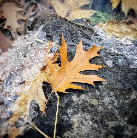 A bright yellow oak leaf sits on a rock covered in ice crystals. Lichen can be seen on the rock as well as other leaves in the background.