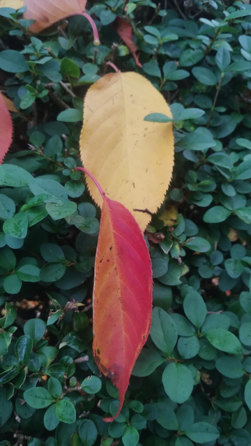 Red and yellow autumn leaves, lying on a green hedge