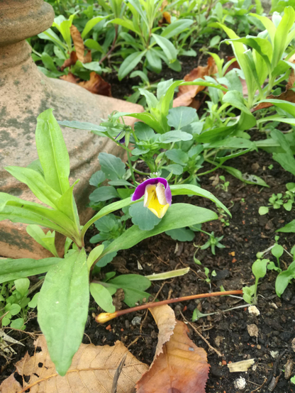 Das Foto zeigt eine einzelne Veilchenblume mit gelben und violetten Blütenblättern. Die Blume ist von grünen Blättern und anderen Pflanzen umgeben, die den Hintergrund bilden. Im linken oberen Bereich des Bildes ist ein Teil eines Terrakottagefäßes zu sehen. Der Boden unter den Pflanzen ist mit dunkler Erde bedeckt, auf der auch einige trockene Blätter liegen. 