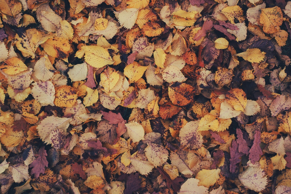 A photo of fallen leaves, in yellow and orange and brown and…