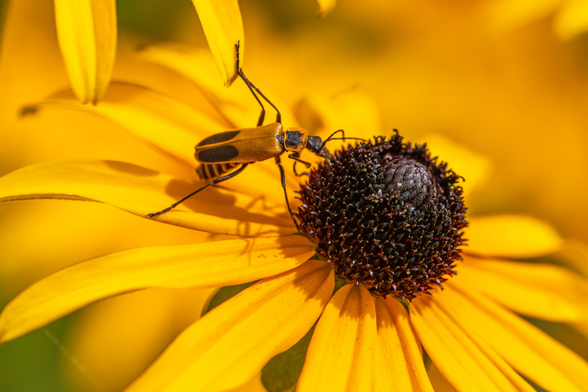 Closeup photograph of a goldenrod soldier beetle on top of a rudbeckia flower with out of focus rudbeckia flowers and small patches of green foliage in the background. The beetle is facing right in profile with its forelegs and proboscis probing the flower's florets directly in front of it, its right hind legs standing on a long petal, and its left hind legs attached to the drooping petals of another rudbeckia flower behind and above it. This variety of rudbeckia has long, golden-yellow petals that radiate from a central cone structure made up of dark brown florets. Goldenrod soldier beetles have black and burnt-orange abdomens, burnt-orange wing covers with a large, oval black spot at the end of each cover, a plate on top of its thorax with burnt-orange, raised sides and a black center, a black, elongated head with large, black, spherical, compound eyes, two, black segmented antennae, and six, black, segmented legs.