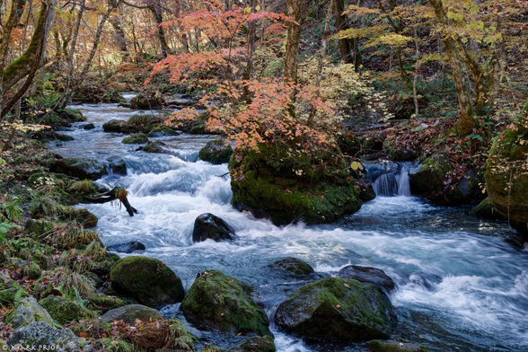 The Oirase Gorge provides a stunning backdrop for autumnal leaves in Japan. A slow shutter speed turn the turbulent river milky white in contrast to yellows and oranges of the autumn foliage and the green moss covered rocks.