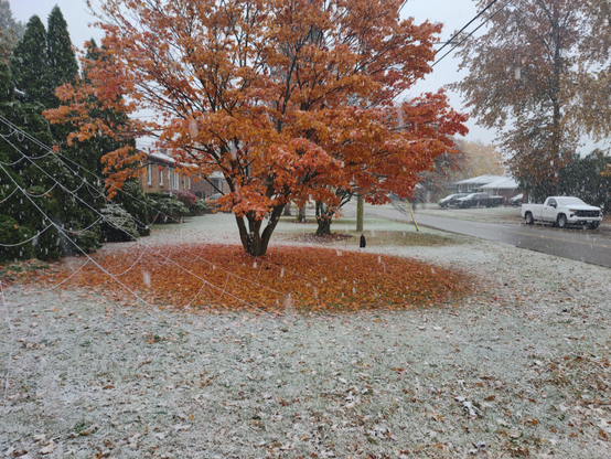 A snowy front yard, a tree with bright orange leaves creates a circle of no snow and orange fallen leaves on the ground below it. 

A giant spider web decoration crosses the corner of the photo. Falling snowflakes are in the foreground.