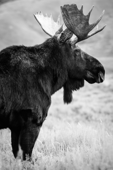 A side profile of a bull moose with large antlers standing in a field.