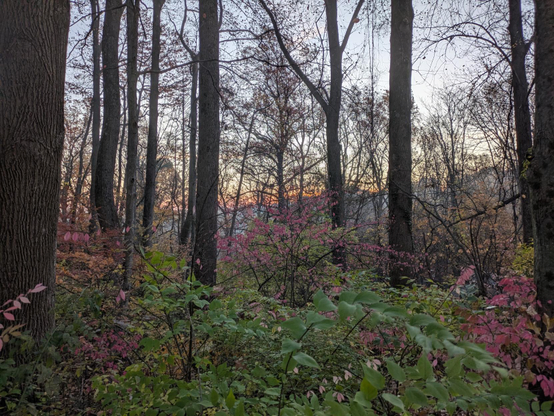 Photo through the woods toward a ridge on the eastern horizon. The trees are mostly bare. Underbrush is green and turning red. In the distance on the horizon, there is an orange glow from the sun that is just rising.