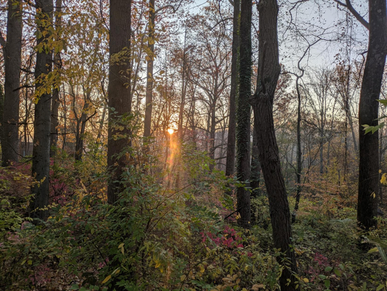 Photo through the woods toward a ridge on the eastern horizon. The trees are mostly bare. Underbrush is green and turning red. In the distance, just above the horizon, there is an orange blaze that is the rising sun.