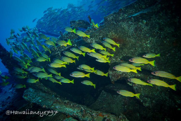 A school of yellow fish swimming over an artificial ocean reef. The fish are yellow with horizontal blue and white stripes.