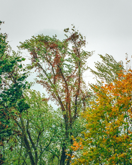 Town of Ulysses, Finger Lakes, upstate New York. October 19, 2025, around 4:15pm.

Canon F-1 | SuperCanonmatic R 58mm f/1.8 | Portra 800 | 1/250 at f/11 | dev/scan The Darkroom Lab | traditional treatment in LR/PS