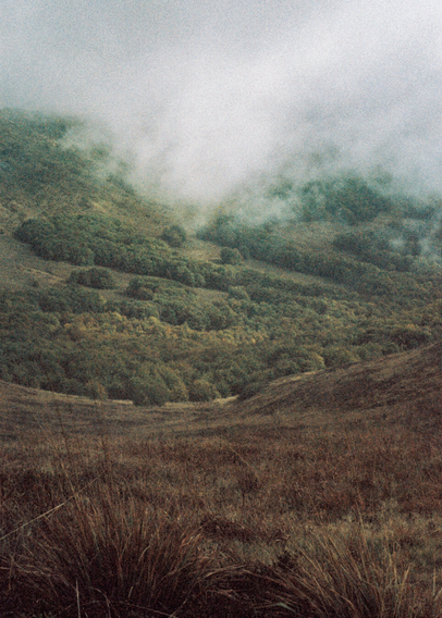 A heathland with dry grass, trees visible and mist breaking through them, in the background there are mountains