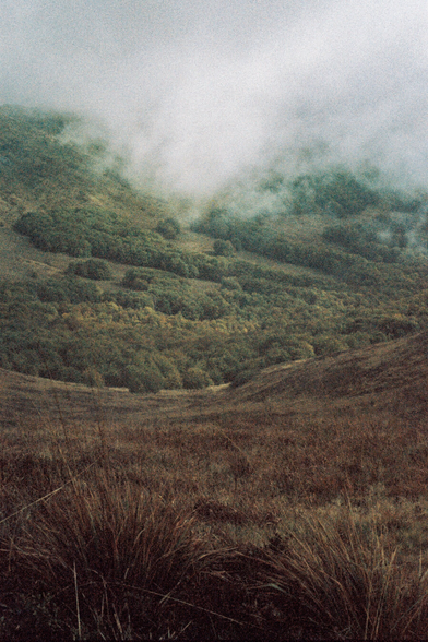 A heathland with dry grass, trees visible and mist breaking through them, in the background there are mountains
