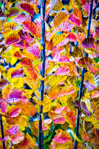 Feuilles d'arbre avec ses couleurs d'automne