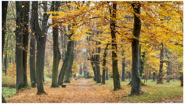 A serene forest path lined with tall trees displaying vibrant autumn foliage. The ground is covered with orange and yellow leaves, creating a picturesque scene of fall.