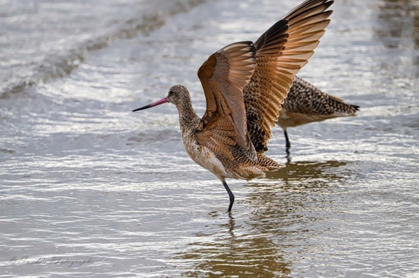 "Two marbled godwitts stand in shallow water, their long, slightly upturned bills and cinnamon-streaked plumage catching the morning light. The bird in the foreground lifts its wings in a sweeping gesture—broad and elegant, revealing a tapestry of warm browns and soft grays etched across its feathers like wind-carved sand. Its companion remains grounded, poised and watchful, echoing the stillness of the water around them. The surface reflects both birds and the pale sky above, creating a mirror of motion and quiet—a moment suspended between flight and rest. The scene is serene, elemental, and intimate: a coastal ritual of balance and grace, where water, wing, and reflection converge in quiet ceremony." - Microsoft Copilot