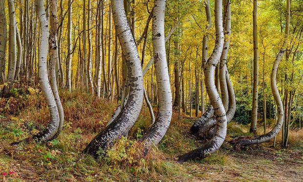 A close up view of aspen trunks in peak fall color.

There are about a dozen or so aspens that dominate the frame of this photograph. Behind them are the golden leaves of other aspens, so the photograph is trunks in the foreground and leaves behind. You can see the forest floor which has some forms and other growth you typically find.

What make this special, though, are the trunks themselves. They are all curved, bending to the right. The curve starts near the bottom, bends to the right, then the trunk straightens back out and go up and out of frame. The overall effect is that the aspens are dancing. There are other aspen trunks in the far background—these are all straight.