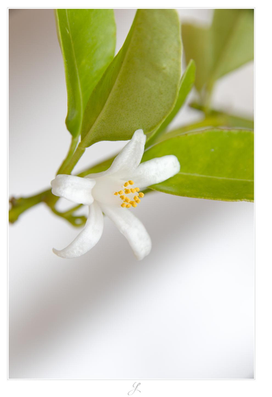 Close-up of a tiny white mandarin blossom. The anthers are a rich, warm yellow. The blossom is located in the vertical center of the image, slightly offset to the left of the horizontal center. There is the stalk and the green leaves in the upper half of the image. The background is blurred white with soft gray diagonal shadow stripes.

AI disclaimer: Using my work, its meta data, written or derived description to create media with or train AI based systems is prohibited.
