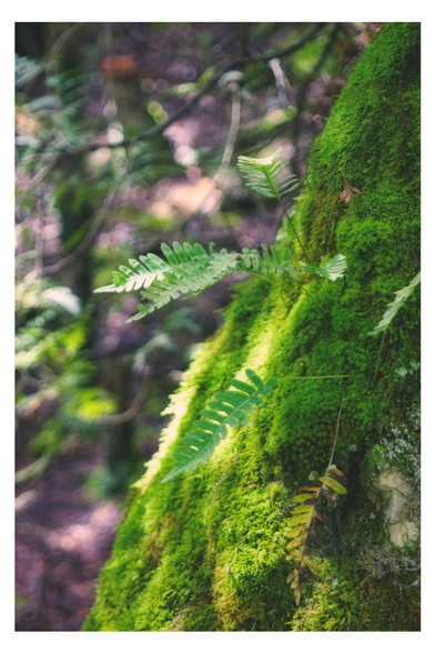 Small fern on a boulder covered with sunlit moss