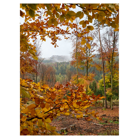 Vertical landscape image of a mixed forest on a mountainside. Fog is rising from the trees. The image is framed by slightly blurred, yellow leaves in the foreground. The sky is bright gray.