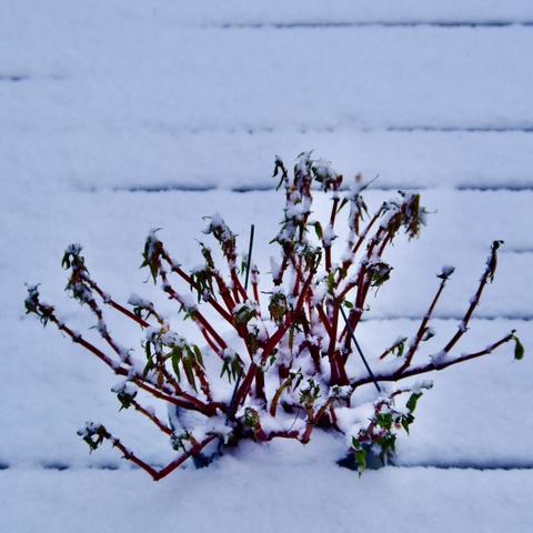 Snow covered pots and plants
(image’s edit'd, adjust'd, or filter'd)