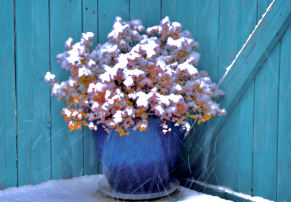 Snow covered pots and plants
(image’s edit'd, adjust'd, or filter'd)