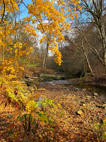 The maple trees and bushes in the foreground glow golden in the morning sun, framing a view of a creek that winds around large boulders jutting from the left bank in a late-autumn forest valley.