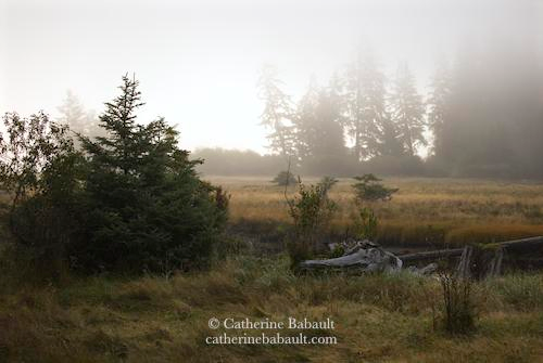 Fog lifting over an estuary in morning light. There is a row of tall pine trees in the background wrapped in fog. In the foreground on the left are some bushes and a small pine tree. Yellow grass fills up the rest of the composition.
