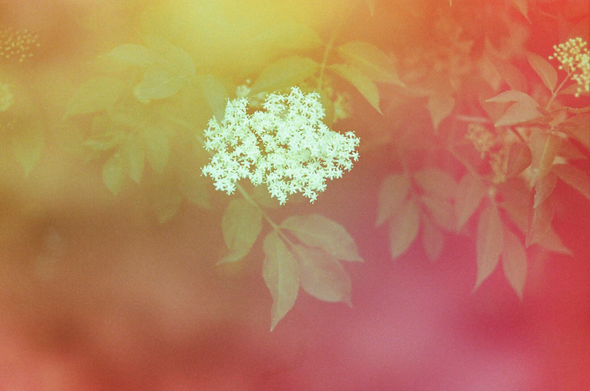L'image présente un gros plan d'une grappe de fleurs blanches et délicates, vraisemblablement des fleurs de sureau, au centre. Les fleurs ont une texture diffuse et sont composées de très petits pétales. Elles contrastent avec un arrière-plan flou et onirique, qui présente un dégradé de couleurs chaudes, allant du jaune lumineux dans la partie supérieure gauche au rouge-orange intense dans la partie inférieure droite. Des feuilles de la plante, également floues, sont visibles autour de la grappe de fleurs, créant une impression de profondeur et d'immersion dans la nature. L'ensemble de l'image dégage une atmosphère douce et lumineuse, avec un grain visible qui ajoute un aspect texturé et potentiellement argentique.