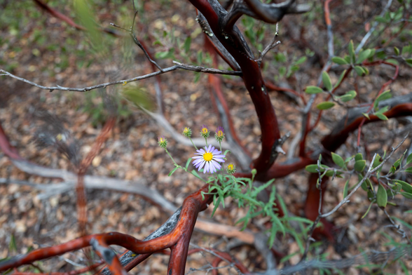 A small purple flower surrounded by slim branches and tiny leaves. There are some thorns visible on some of the branches. The ground is visible in the background, covered in older brown leaves.