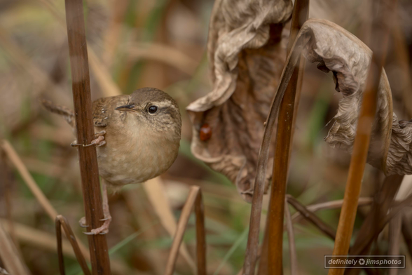 a small bird clinging to a reed
