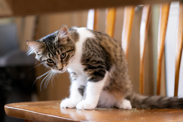 Your Daily Dose of Fluff 🐾

Snickers said dad has been a bad boy, and hasn't posted our cuteness in a few days!  Sorry Snickers, dad has been busy! Playing catch up now..🥰

#YourDailyDoseOfFluff #photography #photo #cats #catlove #CatsOfBluesky #kittens
