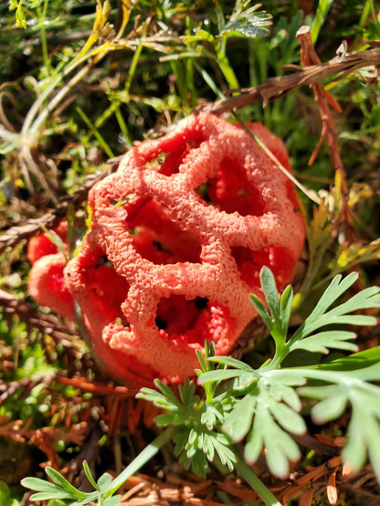 Close up of a fruiting basket stinkhorn, looking like the skeleton of a geodesic dome made of Cheetos, peaking out from some poppy sprouts and redwood debris. The flies were certainly loving it. A little part of another one, not as developed, can be seen out of focus behind it.

Photographer: me
Location: California