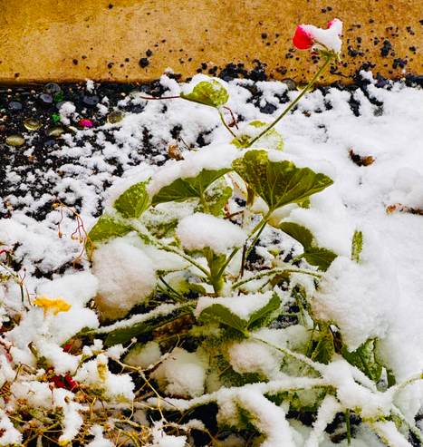 Snow piled on yellow and pink flowers, and cupped on green leaves.