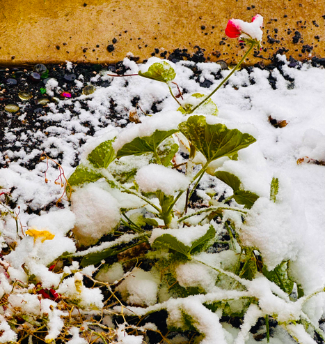Snow piled on yellow and pink flowers, and cupped on green leaves.