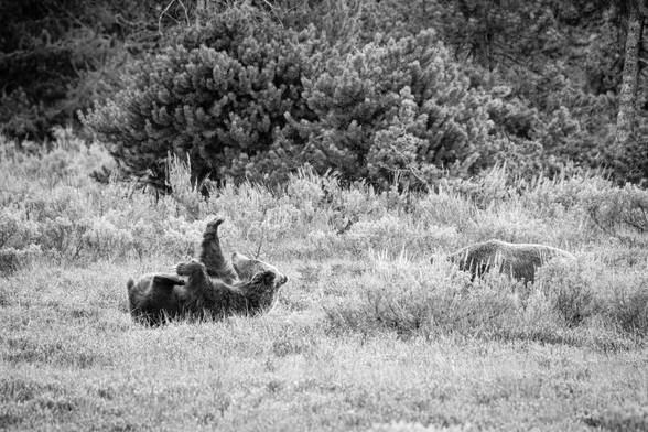 A grizzly sow lying belly up in the brush. Her paws are in the air and she's looking at her front right claws. Off to the side, a grizzly boar sleeps in the brush.
