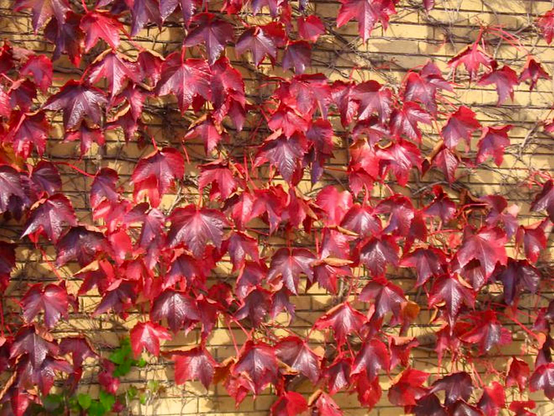 The entire photo is of a sunlit light beige, thin-brick garden wall, covered in spreading bright red Virginia creeper vines/leaves. 