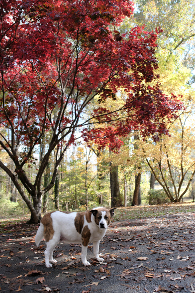 A white and brown dog at the bottom standing on the driveway full of fallen leaves. Red leaves on a maple tree, and yellow leaves of a Japanese magnolia tree are behind him
