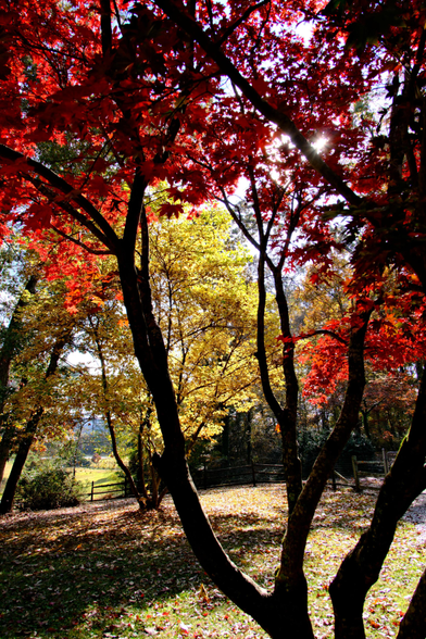Bright yellow Japanese magnolia leaves in the sun seen through branches of a maple tree which has red leaves higher up