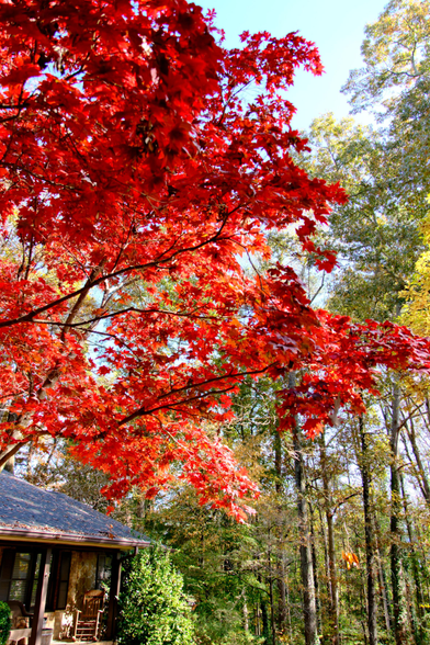 Bright red maple leaves in the sun; a house is at the bottom left