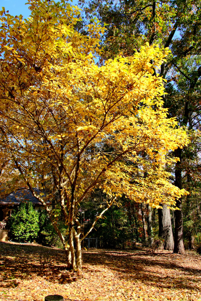 Bright yellow leaves of a Japanese magnolia tree shining in the sun