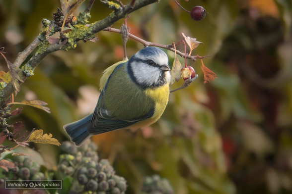 A small blue and yellow bird eating a berry