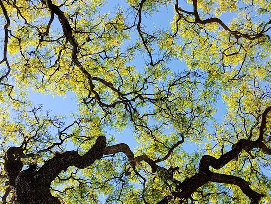 Árboles con hojas verdes con fondo en cielo celeste