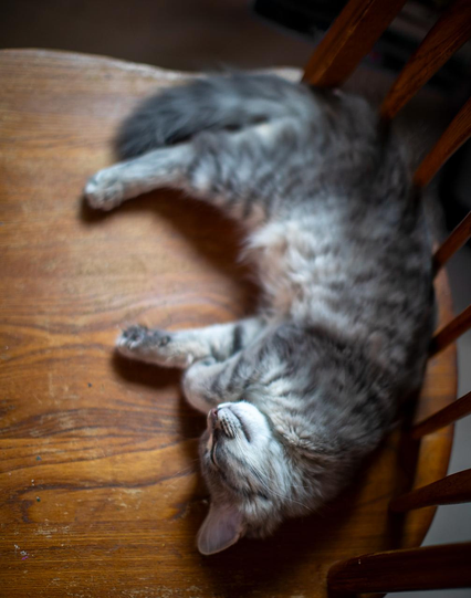Ever heard of a meet cute?  Well, this is a sleep cute. lmao 

It's a lazy cold snowy Sunday and the fluffs are all taking a siesta. Luna is so cute when she sleeps!  🥰 👇
