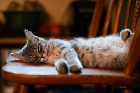 Ever heard of a meet cute?  Well, this is a sleep cute. lmao 

It's a lazy cold snowy Sunday and the fluffs are all taking a siesta. Luna is so cute when she sleeps!  🥰 👇
