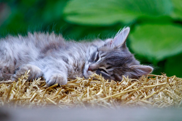 Ever heard of a meet cute?  Well, this is a sleep cute. lmao 

It's a lazy cold snowy Sunday and the fluffs are all taking a siesta. Luna is so cute when she sleeps!  🥰 👇
