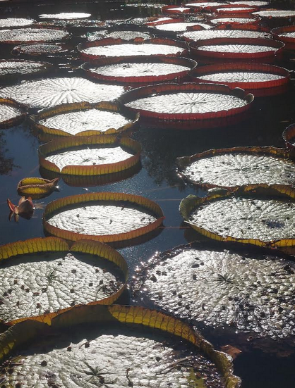 De grandes et nombreuses feuilles de nénuphars à bords hauts flottent sur une eau bleu foncé. Le soleil rasant leur donne une teinte métallique.